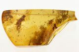 Detailed Fossil Long-Legged Fly and Plant Debris in Baltic Amber #284565-1